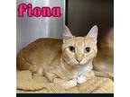 Fiona - $55 Adoption Fee Special Domestic Shorthair Young Female
