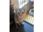 Fawn Domestic Shorthair Kitten Female