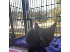 Cal Domestic Shorthair Kitten Male