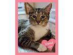Sinead - $55 Adoption Fee Domestic Shorthair Kitten Female