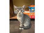 Blue Jean Domestic Shorthair Kitten Female