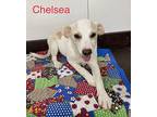 Chelsea Jack Russell Terrier Puppy Female