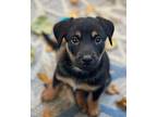 (ch) Donetello Mixed Breed (Medium) Puppy Male