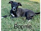 BONNIE Beagle Puppy Female