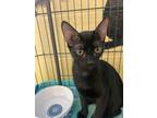 Panther Domestic Shorthair Kitten Male