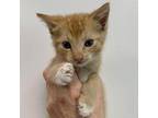 Denmark Domestic Shorthair Kitten Male