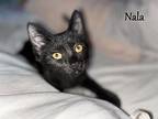 Nala Domestic Shorthair Kitten Female