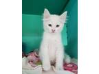 Hibiscus Domestic Shorthair Kitten Female