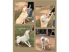 Thelma & Louse - courtesy post Golden Retriever Young Female