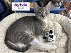 Sylvie - $55 Adoption Fee Domestic Shorthair Kitten Female