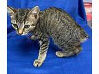 Cello American Bobtail Kitten Female