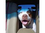 Patches American Pit Bull Terrier Young Female