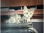Teal - In Foster Domestic Shorthair Kitten Male
