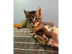 Kyle Domestic Shorthair Kitten Male