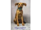 Sly Cooper (D23-160) Hound (Unknown Type) Puppy Male