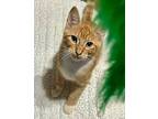 Geo Domestic Shorthair Kitten Male