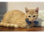 Woody - $55 Adoption Fee Special Domestic Shorthair Kitten Male