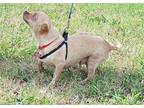 STEVE AND NATASHA BONDED PAIR Chihuahua Adult Male