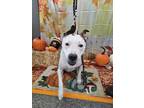 Millie American Pit Bull Terrier Adult Female