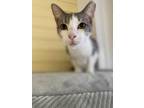 Adopt Penny a White Domestic Shorthair / Domestic Shorthair / Mixed cat in Key