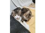 Adopt Frost a Brown or Chocolate (Mostly) Domestic Shorthair (short coat) cat in