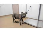 Adopt STEFANI a Gray/Silver/Salt & Pepper - with White American Pit Bull Terrier