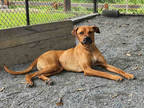 Adopt MARTY a Brown/Chocolate Labrador Retriever / Mixed dog in Atlanta