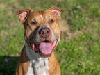 Adopt SAMI a Brown/Chocolate - with White American Pit Bull Terrier / Mixed dog