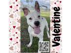 Adopt Valentine a White - with Tan, Yellow or Fawn American Staffordshire