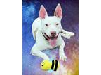 Adopt Toby a Bull Terrier / Mixed Breed (Medium) / Mixed dog in Crossville