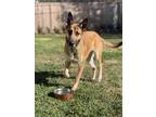 Adopt Heidi a Tan/Yellow/Fawn - with Black Belgian Malinois / German Shepherd