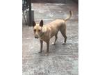 Adopt BEVERLY a Tan/Yellow/Fawn German Shepherd Dog / Mixed dog in Greeneville