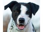Adopt Rayne a Black - with White Border Collie / Mixed dog in Roselle