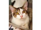 Adopt Julian a Brown Tabby Domestic Shorthair (short coat) cat in Key Largo