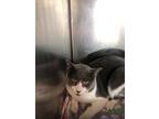 Adopt Mello a Gray or Blue Domestic Shorthair / Domestic Shorthair / Mixed cat