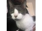 Adopt Hope a White (Mostly) Domestic Shorthair (short coat) cat in Mobile