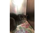 Adopt Zeus a Gray or Blue Domestic Shorthair / Domestic Shorthair / Mixed cat in
