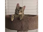 Adopt Spice a Brown Tabby Domestic Shorthair (short coat) cat in Mobile
