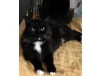 Adopt Paisley a Black & White or Tuxedo Turkish Angora (medium coat) cat in