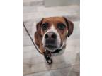 Adopt Sofie a Tricolor (Tan/Brown & Black & White) Beagle / Mixed dog in