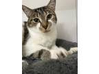 Adopt Freya a Brown Tabby Domestic Shorthair (short coat) cat in CLEVELAND