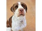 Adopt Franz a White German Shorthaired Pointer / Labrador Retriever / Mixed dog