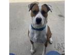 Adopt Timmy a Tan/Yellow/Fawn - with Black Mixed Breed (Medium) / Mixed dog in