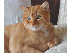 Adopt Leo a Orange or Red (Mostly) Domestic Shorthair (short coat) cat in