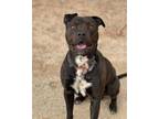 Adopt TITAN a Brown/Chocolate American Staffordshire Terrier / Mixed dog in