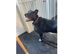 Adopt Sadie a Black Border Collie / American Pit Bull Terrier / Mixed dog in