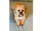 Adopt Rufus a Tan/Yellow/Fawn - with White Shih Tzu / Schnauzer (Standard) /