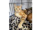 Adopt Jicama a Orange or Red Tabby Domestic Shorthair (short coat) cat in Los