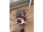 Adopt Vinny a Brown/Chocolate - with Tan Pit Bull Terrier / Mixed Breed (Large)