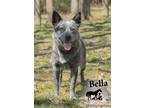 Adopt Bella a White - with Black Australian Cattle Dog / Mixed Breed (Medium) /